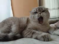 Scottish Fold Kedimiz Ankara