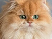 Evinize Mini Aslan British Longhair Geliyor Golden Ny12