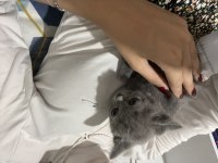 Bristish shorthair kedisi ücretli