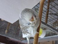 Show Jumbo Muhabbet Kuşu Yavruları