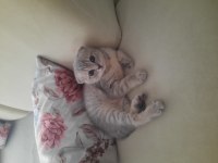 Bursa yavru british shorthair