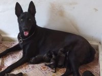 A malinois kalite beslemek isteyenler buyursun