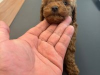 TOY POODLE RED BROWN