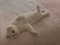Scottish fold kedisi