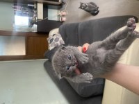 British Shorthair 3 Haftalık