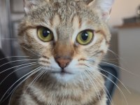KEDİMİZ LOTUS A BİR YUVA ARIYORUZ