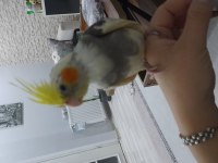 EV BESLEMESİ SULTAN PAPAĞANLARI