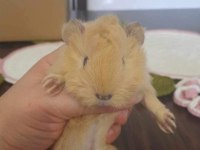 Peruvan ginepig yavrumuz