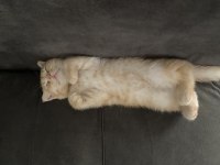 4 aylık scottish Fold kedisi
