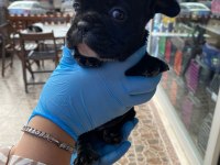 yavru french bulldoglarr