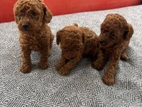 Teacup kore toy poodle