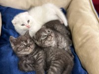 british shorthair ve scottish fold yavrularımız