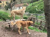 8 aylık kalın kemikli erkek kangal köpeği