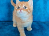 2 aylık orence color british shorthair