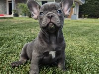 BLUE FRENCH BULLDOG YAVRULARI İSTANBUL 