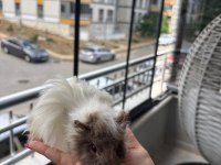 Yavru safkan Coronet Guinea Pig kafesi yemi her şeyi mevcut