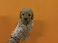 A KALİTE SAFKAN TOY POODLE YAVRULARIMIZ
