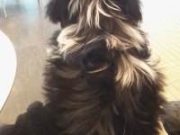 ŞİTSU KÖPEĞİM BELLADİSİ