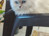 BLH golden point full şecereli british longhair