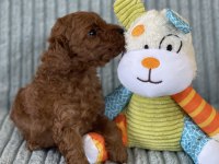Eşsiz Güzellikte Toy Poodle Yavru