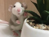 Rat - Dumbo Rat Yavrular ve Malzemeleri Adrese Teslim Var