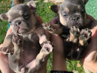 Güzeller güzeli french bulldog bebeklerimiz