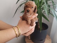 Bir avuç toy poodle dişi yavrumuz