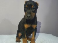Operasyonu atlatmış doberman bebekler dişi
