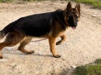 Şecereli Alman Çoban Köpeği