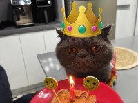 Sahiplendirme scottish fold kedimiz