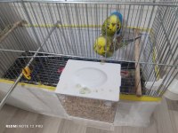 Jumbo şov muhabbet takım komple kafesiyle beraber