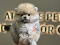 ankaranın en seçkin pomeranian yavrusu