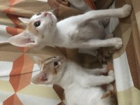 Acil yuva veya müsait bahçe aranıyor kedimize