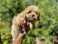 Maltipoo bebekleri