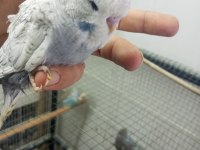 yavru Jumbo muhabbet kuşu her renk var maşallah