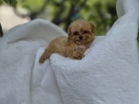 Maltipoo Yavrularımız 