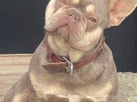 New shade isabella tan french bulldog