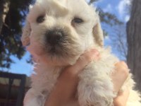 Toy poodle yavrular