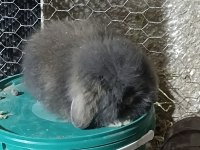 Hollanda teddy lop tavşanı