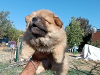 KÖPEKLERİMİZ 50 GÜNLÜKLER A KALİTE