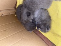 Aydın yavru british shorthair