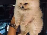 Pomeranian 3,5 aylık yavru köpeğimiz