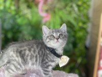 Yeni Ailesini Arayan Irk Sağlık Garantili British Shorthair