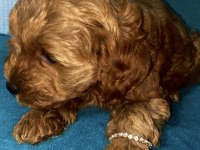 Toy Poodle yavrularımız son 2 dişi