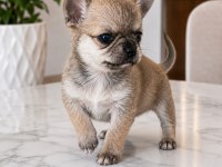 Mikro Teacup Boy Mükemmel Anatomi Yavru Şivava