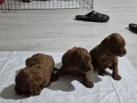 Anne Altından Kore Bebekler Mükemmel Anatomi Poodle