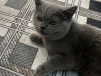 Silver british shorthair 5 aylık