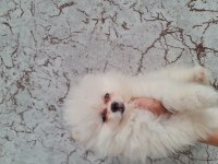 Show Kalite Pomeranian Boo