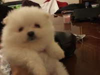 SAFKAN ANNE VE BABA ŞECERELİ POMERANİAN BOO
