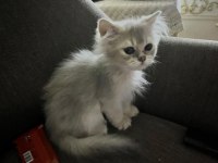 2 buçuk aylık british longhair erkek yavrum